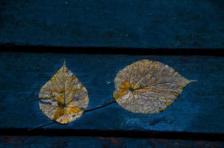 枯葉照片 下载免费图片 Pixabay