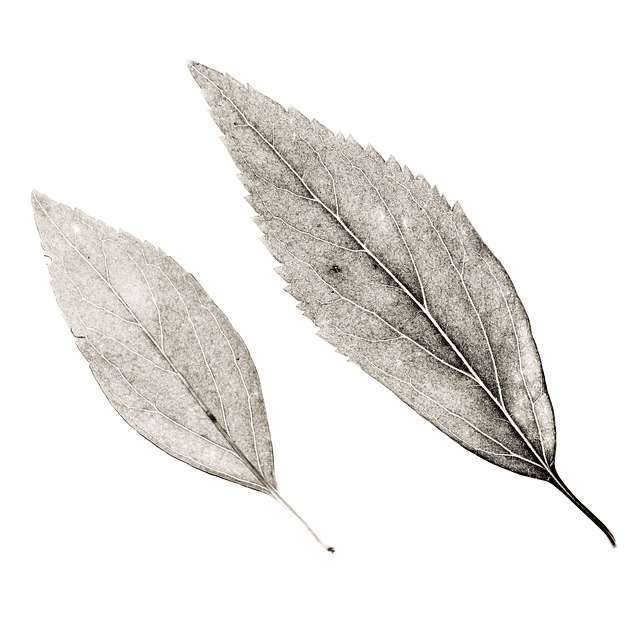 Blätter, Blatt, Natur, Pflanze