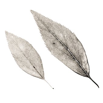 Free Leaves Leaf illustration and picture