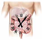 abdomen, clockwise, clock