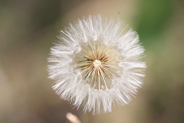 Free Dandelion Flower photo and picture
