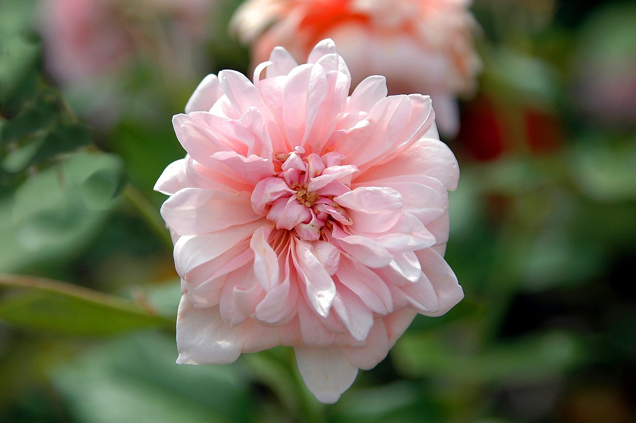 Rosa Rosada Flora - Foto gratis en Pixabay - Pixabay