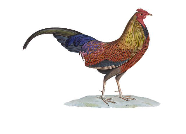 Free faucet poultry nature illustration