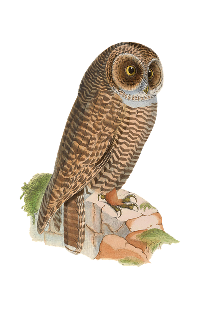 Free bird owl animal illustration