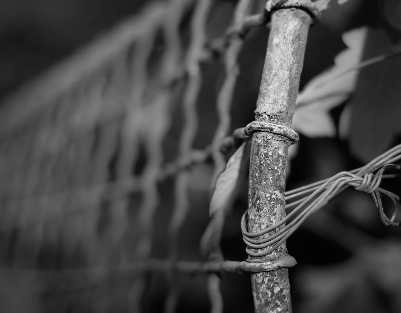 fence-wire-depth-of-sharpness-free-photo-on-pixabay
