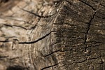strain, stump, depth of sharpness