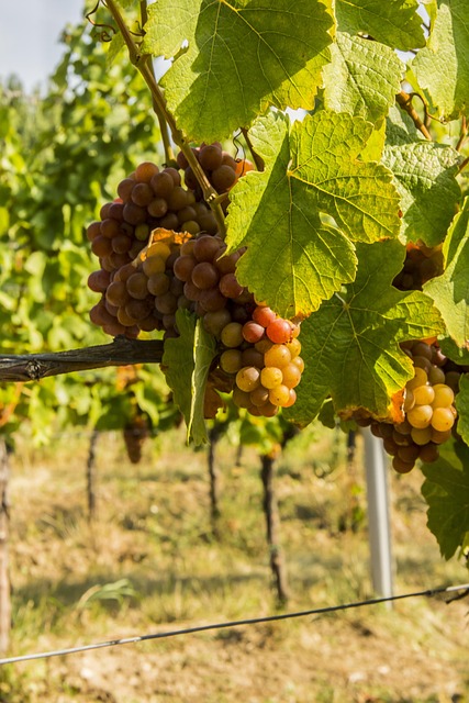 Wein, Trauben, Palava, Mähren, Herbst