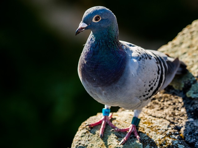 Free Pigeon Bird photo and picture