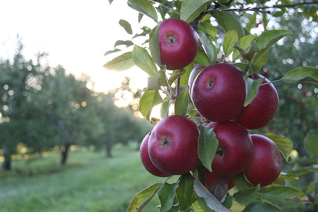 Free Apples Orchard photo and picture
