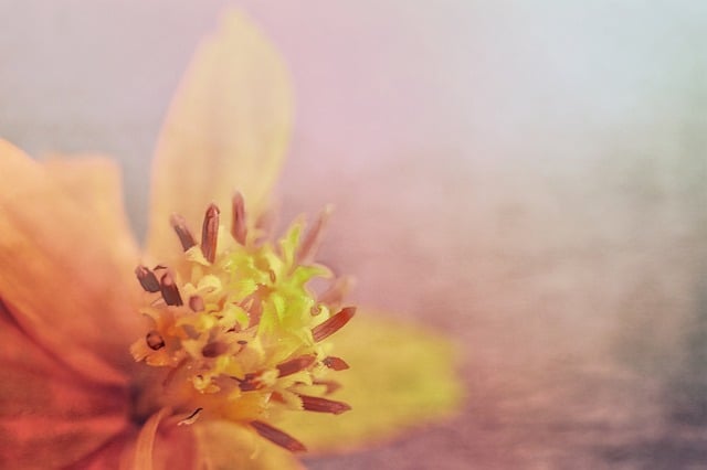 Free flower nature lily illustration