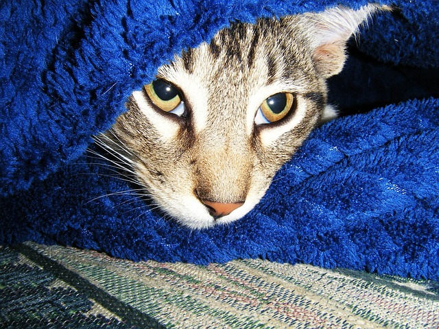 Free Cat Hide photo and picture