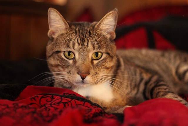 Free Cat Nature photo and picture