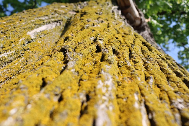 Free The Bark Down photo and picture