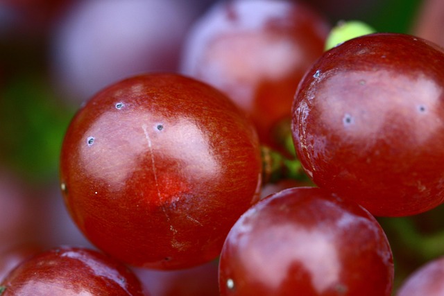 Free Grape Red photo and picture