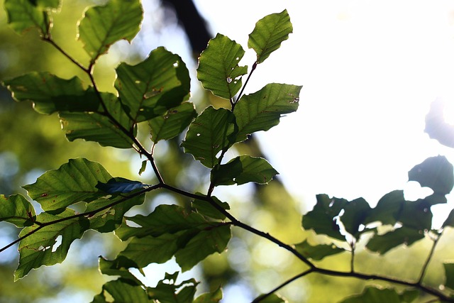 Free Leaf Backlighting photo and picture