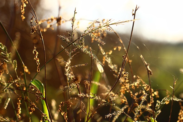 Free Grass Backlighting photo and picture