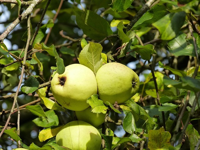 Free Fruit Fall photo and picture