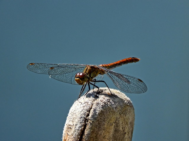 Free Dragonfly Nature photo and picture
