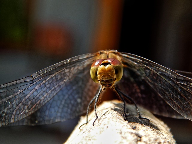 Free Dragonfly Nature photo and picture