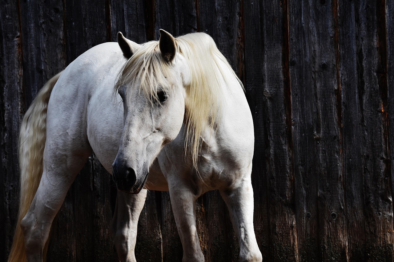 Horse - free online jigsaw puzzle photo