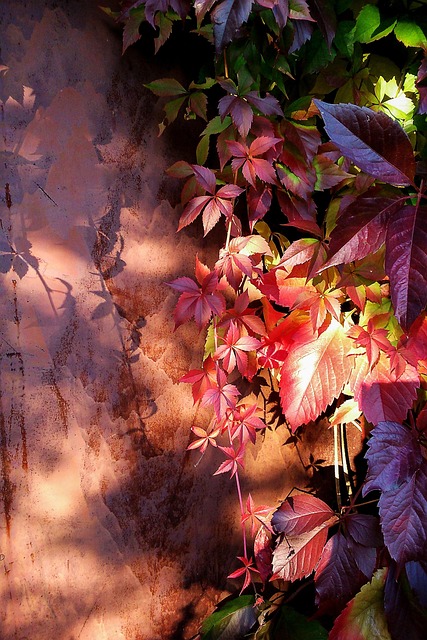 Free Girlish Grapes Autumn photo and picture
