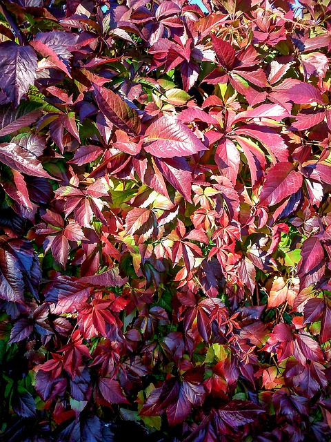 Free Girlish Grapes Red Leaves photo and picture