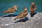 ruddy turn stone, birds, avian