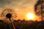 back light, dandelion, sun