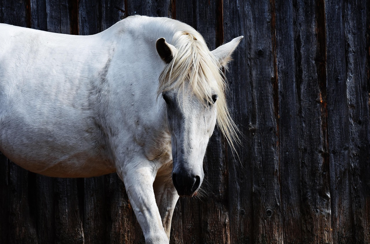 Horse - free online jigsaw puzzle photo