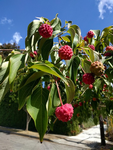 Kousa, Hartriegel, Obst, Baum, Pflanze