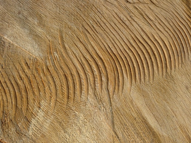 Free Invoice Tree Trunk photo and picture