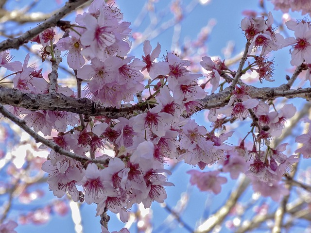 Free Cherry Tree Cherry Blossom photo and picture