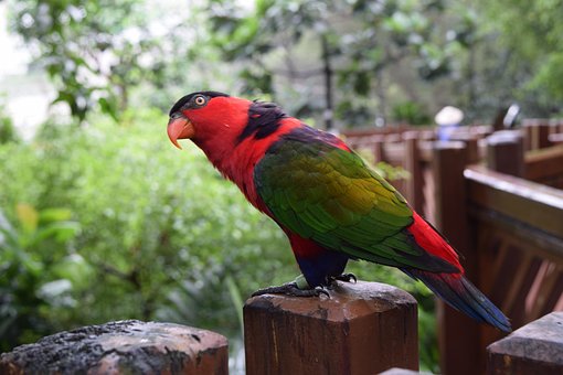 Free Parrot Bird photo and picture