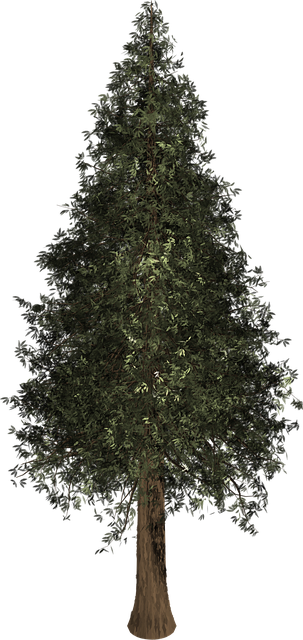 Free tree evergreen isolated illustration