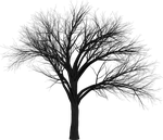 tree, branch, empty
