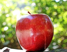 Strudel Apfelstrudel Apfel Kostenloses Foto Auf Pixabay