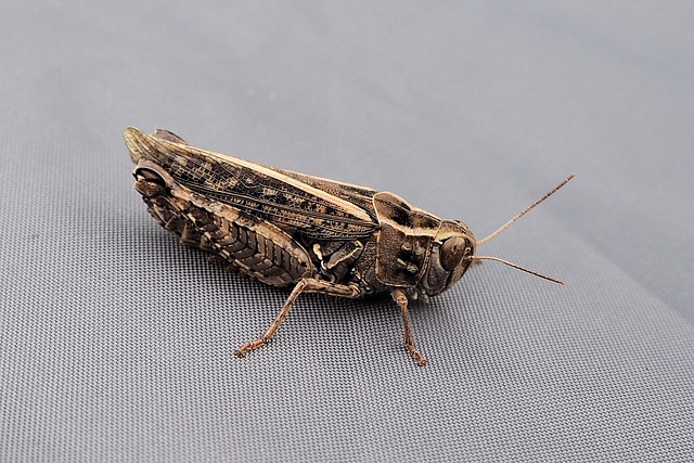 Free Grasshopper Insect photo and picture