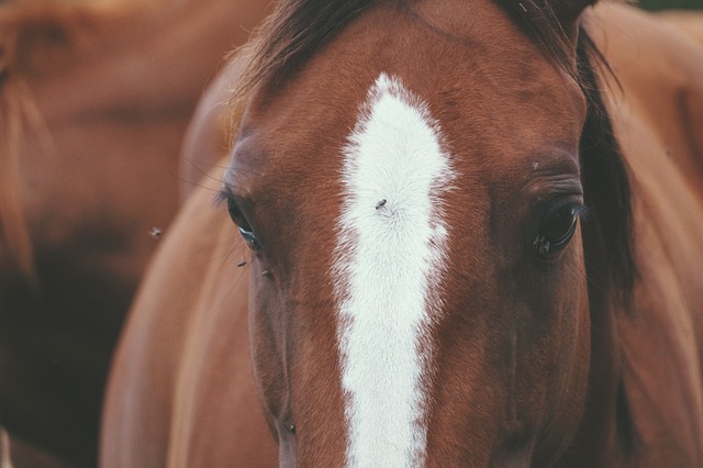 Free Horse Paci photo and picture