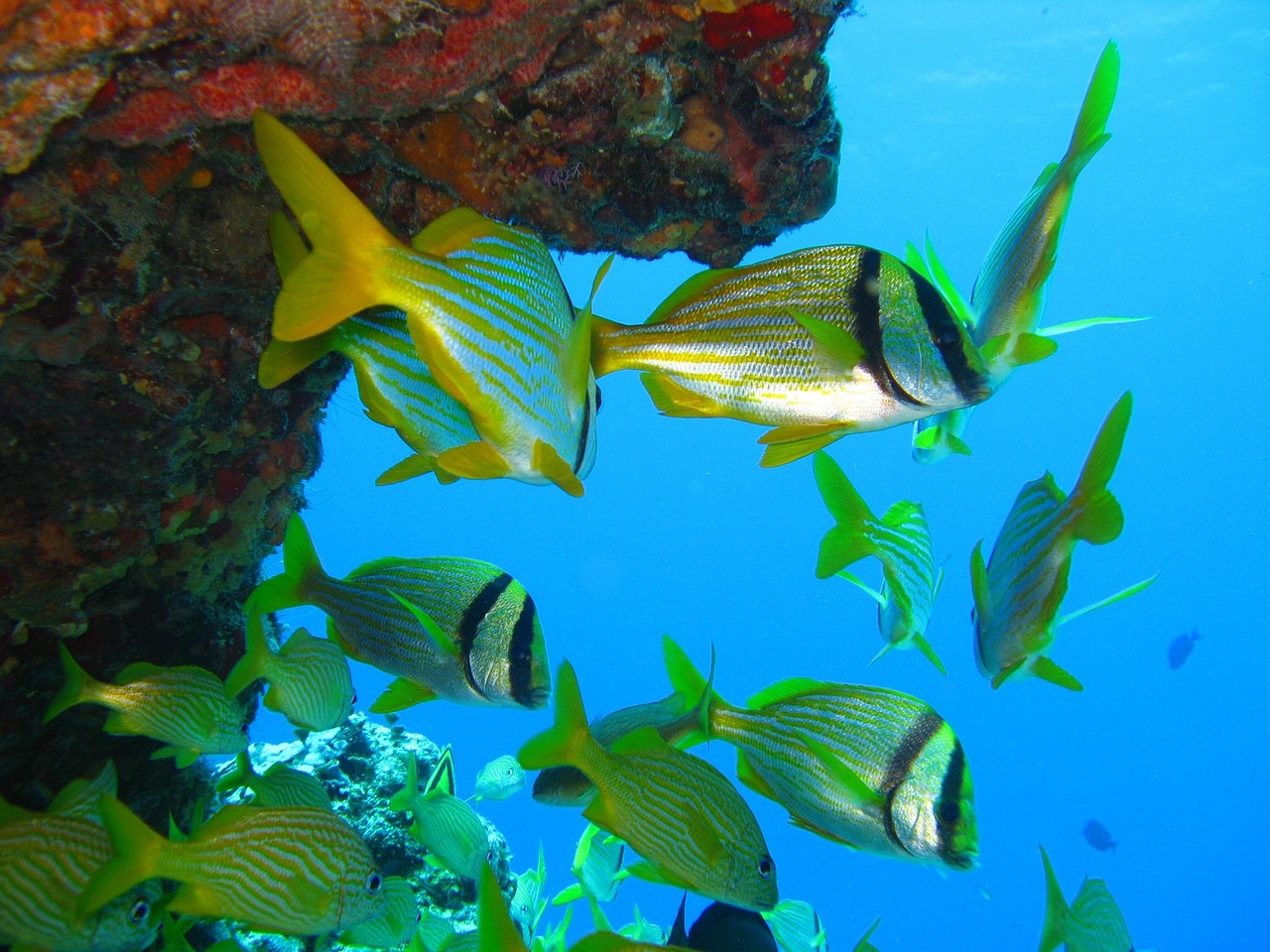 Fish - free online jigsaw puzzle photo