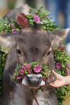 cattle show, customs, appenzellerland