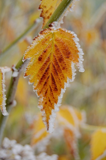 Frost, Efterår, Blad, Rimfrost, Gul
