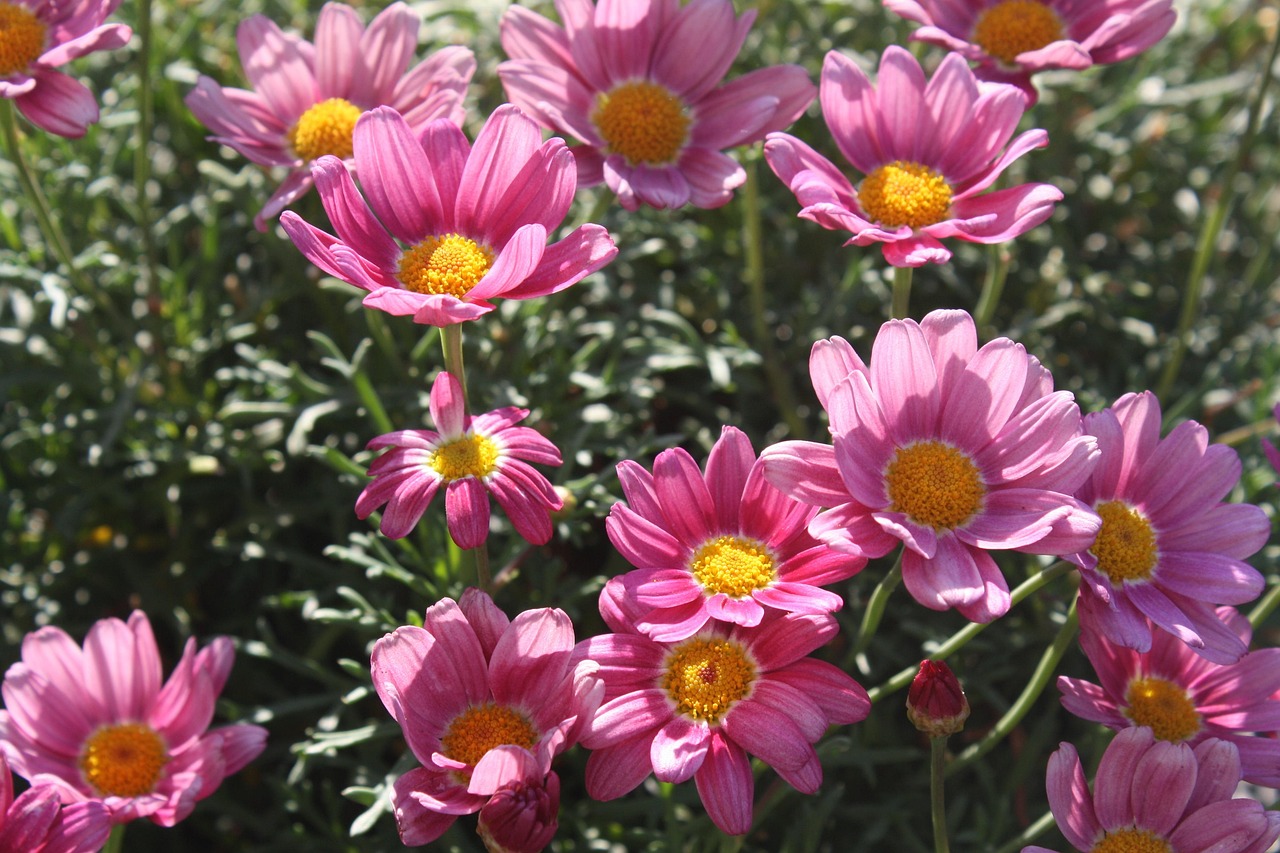 Margaretha Blomma Rosa - Gratis foto på Pixabay - Pixabay