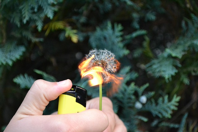 Free Flower Fire photo and picture