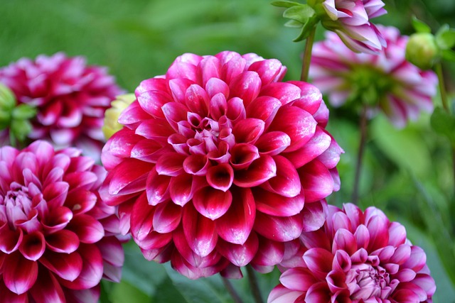 Free Flower Pink photo and picture
