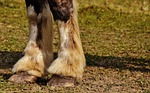 shire horse, horse, hoof