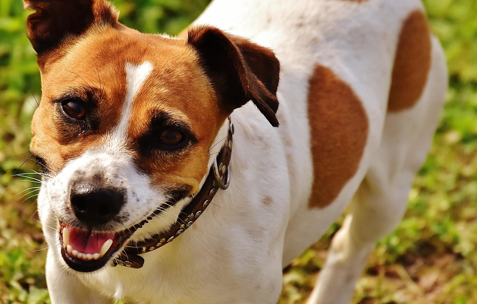 Free photo Jack Russell, Terrier, Play, Meadow Free Image on Pixabay