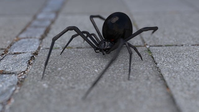 Free arachnophobia spider widow illustration