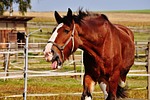 shire horse, horse, stick out tongue