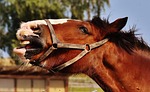 shire horse, horse, stick out tongue