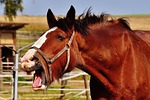 shire horse, horse, stick out tongue